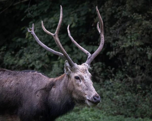 Yeşil bir orman ortamında duran, kendine özgü boynuzları olan Pere Davids geyiği portresi. Nadir bulunan ve korunan geyik türleri doğal bir koruma alanında çekilmiş, vahşi yaşamı sembolize ediyor.