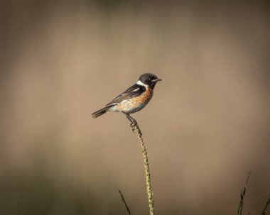 Erkek Avrupa Taşkakanı yumuşak, sıcak arka plan tonlarına sahip açık çayır manzarasında ince bir çimen sapına tünemişti. Küçük ötücü kuş belirgin bir siyah kafa, beyaz boyun yaması ve zengin bir turuncu gösteriyor.