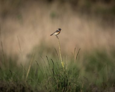 Erkek Avrupa Taşkakanı yumuşak, sıcak arka plan tonlarına sahip açık çayır manzarasında ince bir çimen sapına tünemişti. Küçük ötücü kuş belirgin bir siyah kafa, beyaz boyun yaması ve zengin bir turuncu gösteriyor.