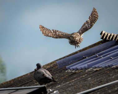Açık mavi bir gökyüzünün altındaki eğimli bir çatıya küçük baykuş tünemiş alarm veriyor. Bir güvercin çatıda yatarken etrafını gözlüyor. Kompakt baykuş benekli kahverengi tüyleri ve delici sarıyı gösterir