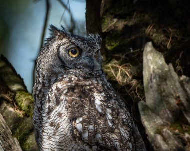 Avrasya Kartalı Baykuşu, ormanlık alanda kalın bir ağaç gövdesine tünemişti. Büyük baykuş çarpıcı turuncu gözler, belirgin kulak desenleri ve ince desenli kahverengi ve gri tüyleri gösteriyor.