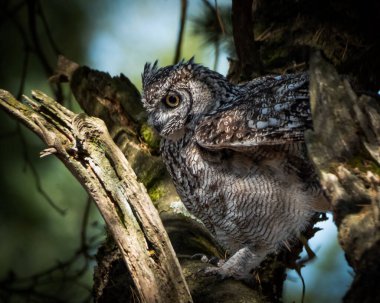 Avrasya Kartalı Baykuşu, ormanlık alanda kalın bir ağaç gövdesine tünemişti. Büyük baykuş çarpıcı turuncu gözler, belirgin kulak desenleri ve ince desenli kahverengi ve gri tüyleri gösteriyor.