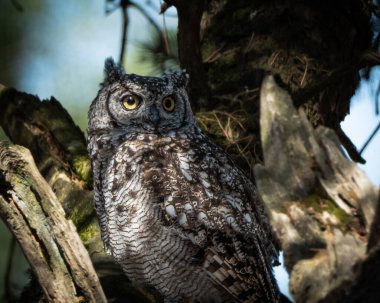 Avrasya Kartalı Baykuşu, ormanlık alanda kalın bir ağaç gövdesine tünemişti. Büyük baykuş çarpıcı turuncu gözler, belirgin kulak desenleri ve ince desenli kahverengi ve gri tüyleri gösteriyor.