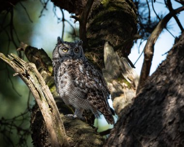 Avrasya Kartalı Baykuşu, ormanlık alanda kalın bir ağaç gövdesine tünemişti. Büyük baykuş çarpıcı turuncu gözler, belirgin kulak desenleri ve ince desenli kahverengi ve gri tüyleri gösteriyor.