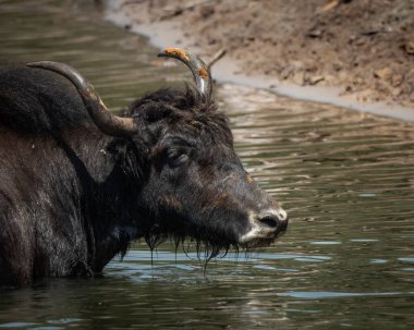 Doğal dağ habitatında iki vahşi öküz, biri sığ suda dururken diğeri çamurlu nehir kıyısından izliyor. Büyük koyu renkli sığırlarda kıvrık boynuzlar ve kalın tüyler sergilenir.