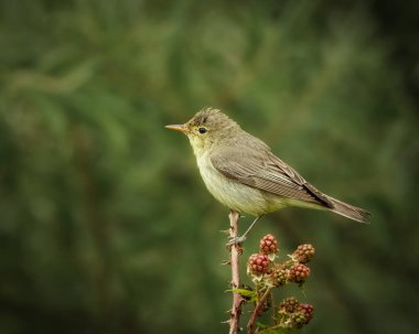 Dikenli bir böğürtlen dalına tünemiş, olgun böğürtlenleri pürüzsüz, yeşil bir arka planda. Küçük ötücü kuş yumuşak zeytin kahverengi tüylerini ve ince uçlu bir gagayı gösterir.