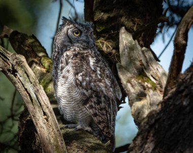 Avrasya Kartalı Baykuşu, ormanlık alanda kalın bir ağaç gövdesine tünemişti. Büyük baykuş çarpıcı turuncu gözler, belirgin kulak desenleri ve ince desenli kahverengi ve gri tüyleri gösteriyor.