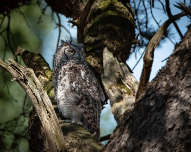 Avrasya Kartalı Baykuşu, ormanlık alanda kalın bir ağaç gövdesine tünemişti. Büyük baykuş çarpıcı turuncu gözler, belirgin kulak desenleri ve ince desenli kahverengi ve gri tüyleri gösteriyor.