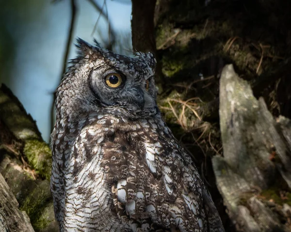 Avrasya Kartalı Baykuşu, ormanlık alanda kalın bir ağaç gövdesine tünemişti. Büyük baykuş çarpıcı turuncu gözler, belirgin kulak desenleri ve ince desenli kahverengi ve gri tüyleri gösteriyor.