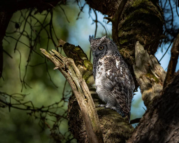 Avrasya Kartalı Baykuşu, ormanlık alanda kalın bir ağaç gövdesine tünemişti. Büyük baykuş çarpıcı turuncu gözler, belirgin kulak desenleri ve ince desenli kahverengi ve gri tüyleri gösteriyor.