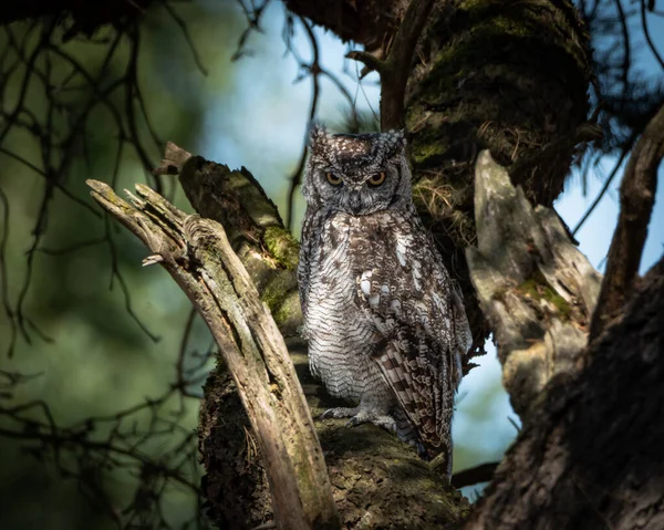 Avrasya Kartalı Baykuşu, ormanlık alanda kalın bir ağaç gövdesine tünemişti. Büyük baykuş çarpıcı turuncu gözler, belirgin kulak desenleri ve ince desenli kahverengi ve gri tüyleri gösteriyor.