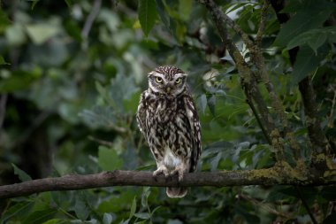 Küçük Baykuş, sık yeşil yapraklarla çevrili bir ağaç dalına tünemiş doğal bir orman ortamında. Küçük baykuş, sarı renkli, benekli kahverengi ve beyaz tüyler ve bir