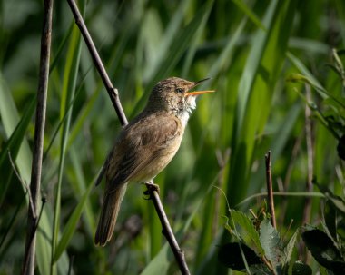 Sedge Warbler, verimli yeşil bataklık bitkileriyle çevrili, gagası açık, ince bir sazlığa tünemişti. Küçük kahverengi ötücü kuş belirgin bir soluk kaş çizgisi ve ince çizgili