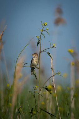 Yaygın sazlık bülbülü Acrocephalus scirpaceus, üreme mevsiminde şarkı söyleyerek sulak arazide uzun bir sazlığa tünemiştir. Bu küçük kahverengi ötleğen sıcak kahverengi üst parçalarını gösteriyor, soluk tenli.