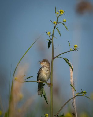 Yaygın sazlık bülbülü Acrocephalus scirpaceus, üreme mevsiminde şarkı söyleyerek sulak arazide uzun bir sazlığa tünemiştir. Bu küçük kahverengi ötleğen sıcak kahverengi üst parçalarını gösteriyor, soluk tenli.