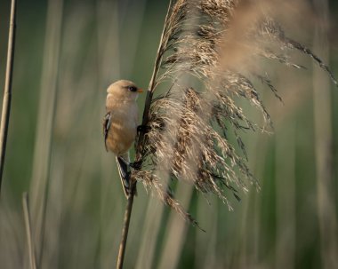 Sakallı reedling Panurus biarmicus, açık mavi gökyüzüne karşı bir sazlığın üzerine tünemişti. Bu küçük, sıcak kahverengi ötücü kuş, koyu ve soluk panelli uzun bir kuyruk ve ayırt edici bir kanat deseni gösterir. A