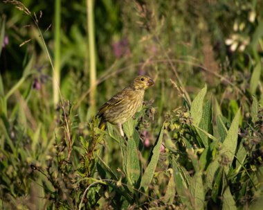 Avrupa yeşil ispinozu klorisi sıcak akşam ışığında yeşil çayır bitkilerinin arasına tünemiştir. Bu sağlam ispinoz, zeytin yeşili tüyler, göğsünde ince çizgiler ve kalın, konik bir tohum gösteriyor.