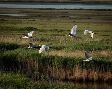 Bir grup Avrasya kaşığı Platalea lökositi yeşil bataklık ve kıyı sularında sığ sularda uçuyor. Büyük beyaz dalgıç kuşları uzun boyunlarından tanınır.