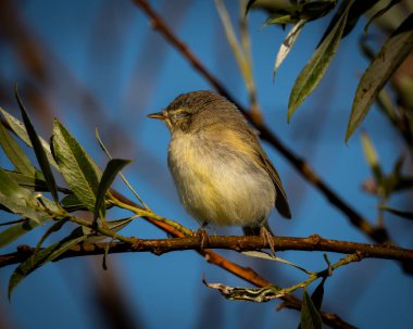 Yaygın şifaff Phylloscopus Collybita açık mavi gökyüzüne karşı yapraklı bir dala tünemiştir. Bu küçük ötleğen, zeytin-kahverengi üst parçalarını, soluk sarı-beyaz bir alt kısmını ve ince bir noktayı gösterir.
