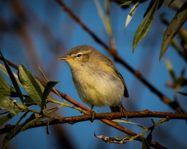 Yaygın şifaff Phylloscopus Collybita açık mavi gökyüzüne karşı yapraklı bir dala tünemiştir. Bu küçük ötleğen, zeytin-kahverengi üst parçalarını, soluk sarı-beyaz bir alt kısmını ve ince bir noktayı gösterir.