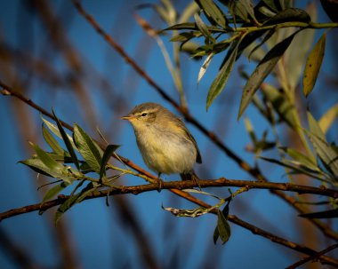 Yaygın şifaff Phylloscopus Collybita açık mavi gökyüzüne karşı yapraklı bir dala tünemiştir. Bu küçük ötleğen, zeytin-kahverengi üst parçalarını, soluk sarı-beyaz bir alt kısmını ve ince bir noktayı gösterir.
