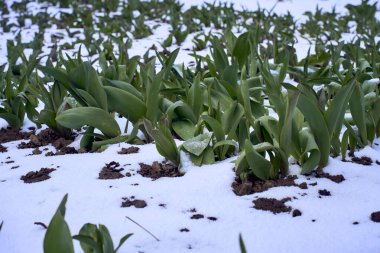 Beklenmedik Nisan İklim Değişikliği Konseptiyle Kaplanmış Pembe Laleler
