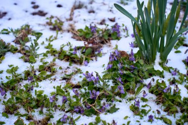 Sibirya Squill Scilla Sibirica Mavi Çiçekleri Nisan İklim Değişikliğinde Çiçek Açıyor