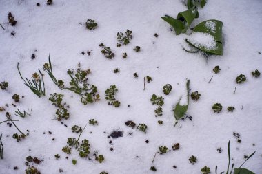 Beklenmedik karlarla kaplı çimenlikte genç yeşil çimenler.