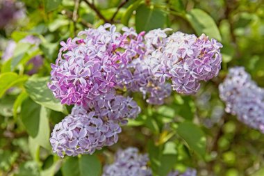 Mor leylak (şırınga) çiçek ve yapraklarının yakın çekimi, Espoo, Finlandiya. 