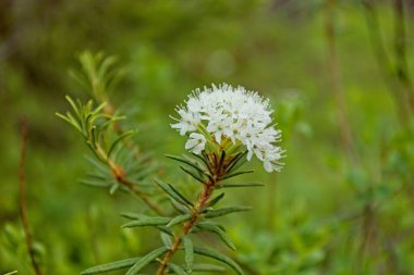 Yazın bataklıkta bulunan Marsh Labrador Çayı (rhododendron tomentosum), Nuuksio, Espoo, Finlandiya.