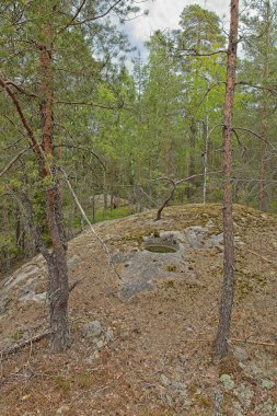 Silindirik Hippykallio dev su ısıtıcısı, aynı zamanda dev kazan, mantar çukuru veya yazın buzul çukuru olarak da bilinir, Nuuksio, Espoo, Finlandiya.