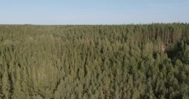 Finlandiya 'nın güneşli yaz mevsiminde Evo dinlenme alanındaki orman manzarası.