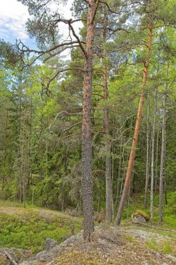 Bulutlu havada yaz ormanı manzarası, Nuuksio, Espoo, Finlandiya.