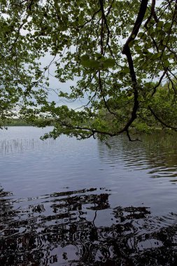 Kattilajarvi Gölü üzerinde sarkan bir dal bulutlu yaz havasında su yüzeyine yansıyor, Nuuksio, Espoo, Finlandiya.