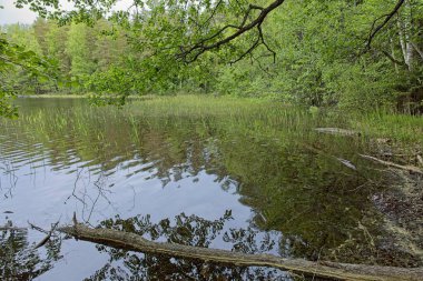 Kattilajarvi Gölü üzerinde sarkan dallar bulutlu yaz havasında su yüzeyine yansıyor, Nuuksio, Espoo, Finlandiya.