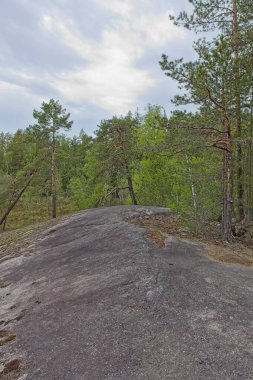 Bulutlu yaz havasında, Finlandiya 'da, Nuuksio' da, ormanda yürüyüş parkurunda..