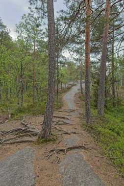 Bulutlu yaz havasında, Finlandiya 'da, Nuuksio' da, ormanda yürüyüş parkurunda..