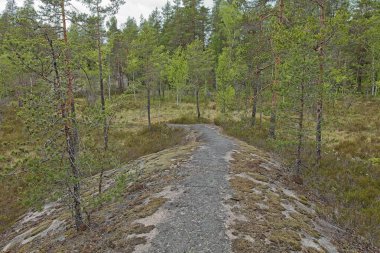 Bulutlu yaz havasında, Finlandiya 'da, Nuuksio' da, ormanda yürüyüş parkurunda..