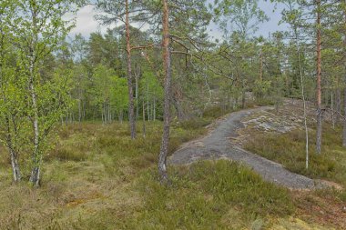 Bulutlu yaz havasında, Finlandiya 'da, Nuuksio' da, ormanda yürüyüş parkurunda..