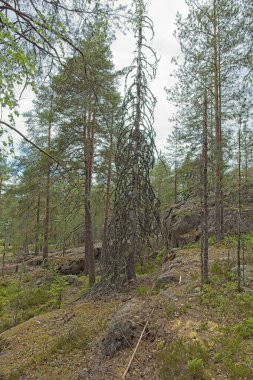 Nuuksio, Espoo, Finlandiya yaz aylarında ormanda kurumuş bir ağaç..