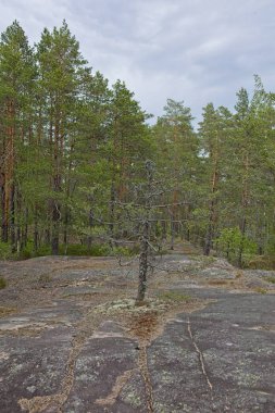 Yazın ağaçların ve kayaların olduğu orman manzarası Nuuksio, Espoo, Finlandiya.