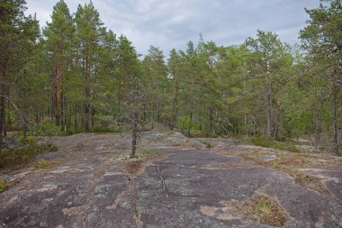 Yazın ağaçların ve kayaların olduğu orman manzarası Nuuksio, Espoo, Finlandiya.