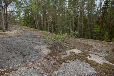 Yazın ağaçların ve kayaların olduğu orman manzarası Nuuksio, Espoo, Finlandiya.