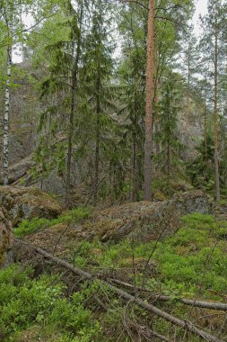 Bulutlu havada yaz ormanı manzarası, Hyppykallio, Nuuksio, Espoo, Finlandiya.