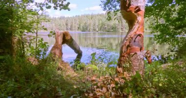 Bulutlu yaz havasında, Ylinen Niemisjarvi Gölü 'nde kunduzlar tarafından kemirilmiş ağaç, Evo yürüyüş alanı, Hameenlinna, Finlandiya.