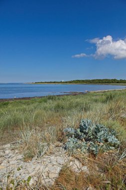 Scenic coastal landscape with sea kale (crambe maritima) on the foreground and a lighthouse is visible in the distance across the water in summer with a cloud in the sky,  Vilsandi, Saaremaa, Estonia