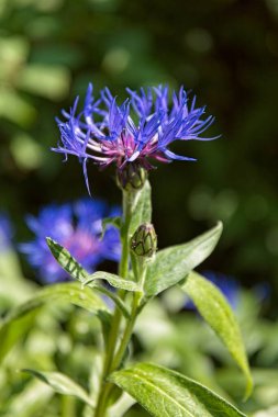 Close-up of Mountain cornflower (centaurea montana), also known as perennial cornflower or mountain bluet in summer at Veijarivuorenpuisto park, Lauttasaari, Helsinki, Finland.