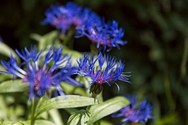 Close-up of Mountain cornflower (centaurea montana), also known as perennial cornflower or mountain bluet in summer at Veijarivuorenpuisto park, Lauttasaari, Helsinki, Finland.