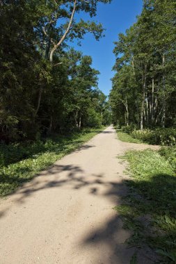 Güneşli bir yaz gününde yemyeşil bir ormanın içinden geçen manzaralı toprak yol, Abruka, Saaremaa, Estonya.