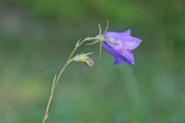 Yaz ormanı Abula, Saaremaa, Estonya 'da tek bir çan çiçeğinin (campanula) yakın çekimi.